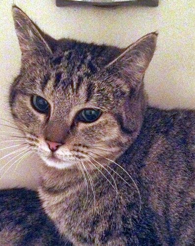 adoptable Cat in SF, NM named Faith