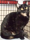 Tillie [Permanent Foster] - Photo 2