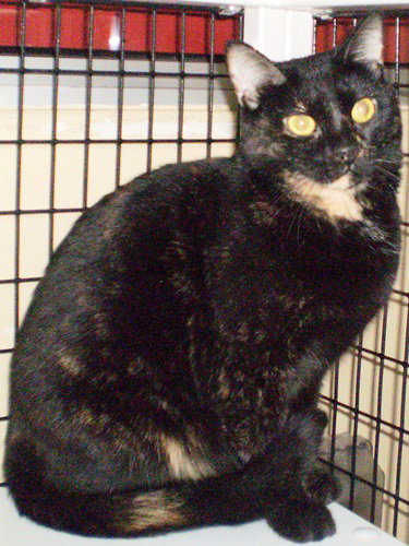 TILLIE [PERMANENT FOSTER] - Domestic Short Hair / Tortoiseshell available for adoption