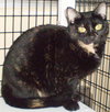 Tillie [Permanent Foster] - Photo 3
