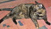 Tillie [Permanent Foster] - Photo 4