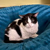 Cherrie [Permanent Foster] - Photo 4