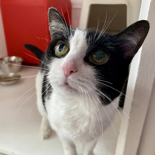 CHERRIE [PERMANENT FOSTER] - Domestic Short Hair available for adoption