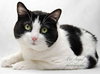 Cherrie [Permanent Foster] - Photo 2