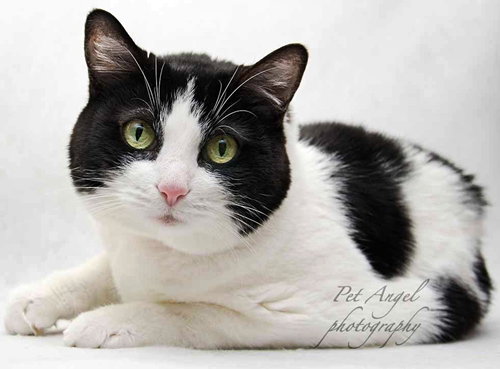 CHERRIE [PERMANENT FOSTER] - Domestic Short Hair available for adoption