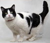 Cherrie [Permanent Foster] - Photo 3