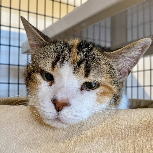 Lily [Permanent Foster], an adoptable Domestic Short Hair in Santa Fe, NM