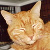 Samee [Permanent Foster] - Photo 4
