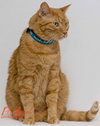 Samee [Permanent Foster] - Photo 2