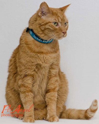 SAMEE [PERMANENT FOSTER] - Domestic Short Hair / Tabby available for adoption