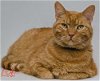 adoptable Cat in sf, NM named Samee [PF]