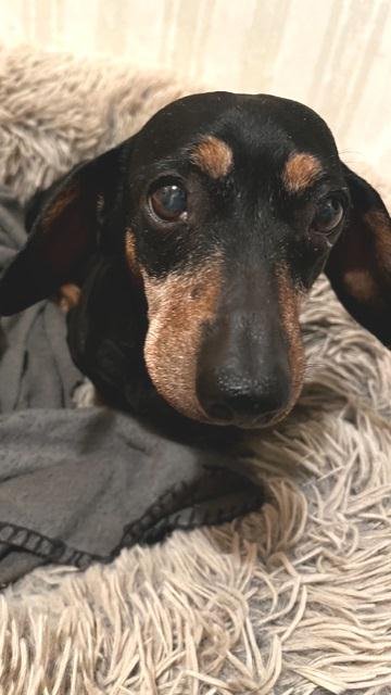 Available For Adoption | Dachshund Rescue of Los Angeles