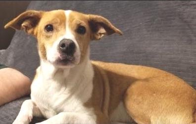 adoptable Dog in Las Vegas, NV named Patches  -  Las Vegas