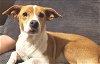 adoptable Dog in  named Patches  -  Las Vegas