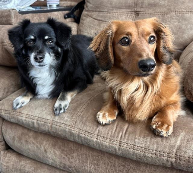 Dog for Adoption Bonded With Gracie Las Vegas, a Dachshund