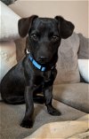 adoptable Dog in murrieta, CA named Frankie  -  So Ca