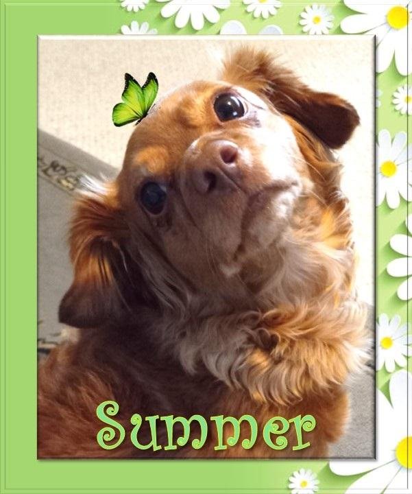 adoptable Dog in Los Angeles, CA named Summer  - San Diego