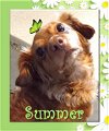 adoptable Dog in  named Summer  - San Diego