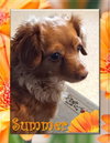 Summer  - San Diego - Photo 2
