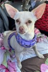 adoptable Dog in  named Juliet  -  Las Vegas