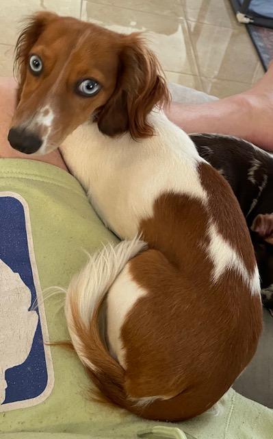 Dog for Adoption - Puppy Vegas - Las Vegas, a Dachshund in Norwalk, CA ...