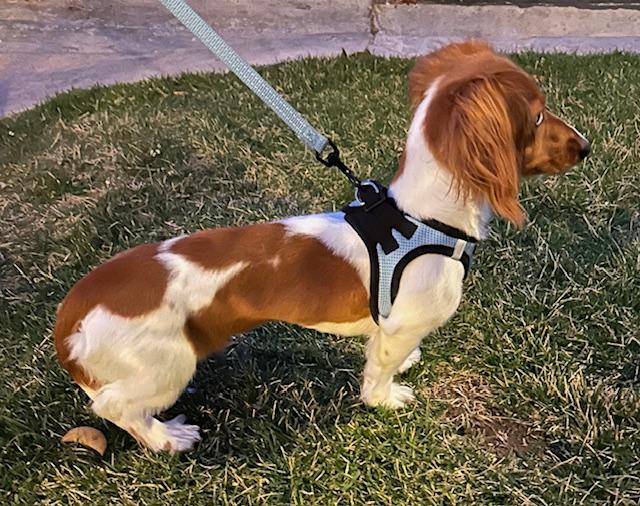 Dog for Adoption - Puppy Vegas - Las Vegas, a Dachshund in Norwalk, CA ...