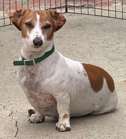 picture of the dog needing adoption