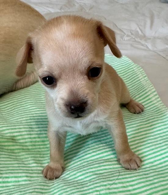 Dog for Adoption Puppy Lancelot Las Vegas, a Chihuahua in Port