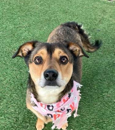 picture of the dog needing adoption