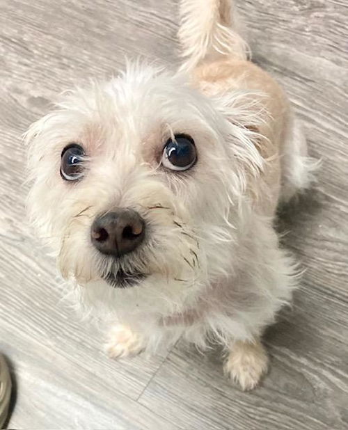 picture of the dog needing adoption