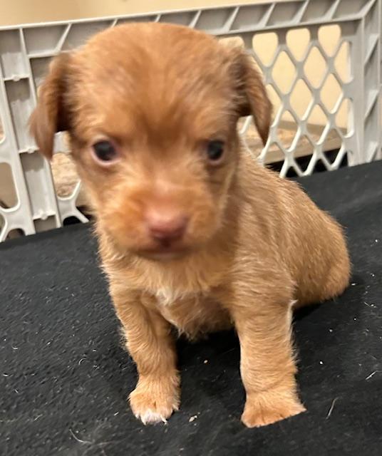 adoptable Dog in Los Angeles, CA named Puppy Cookie  -  So Ca