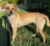 adoptable Dog in  named Tully  -  So Ca