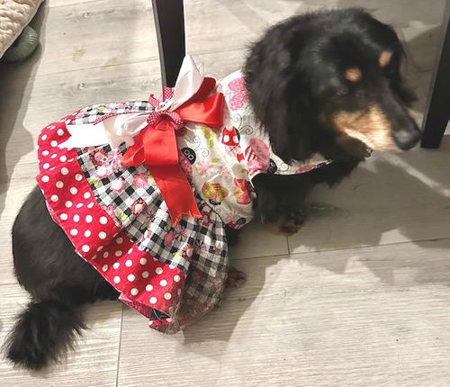 picture of the dog needing adoption