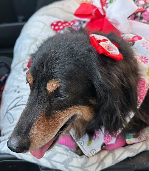 MIMI  -  LAS VEGAS - Dachshund available for adoption