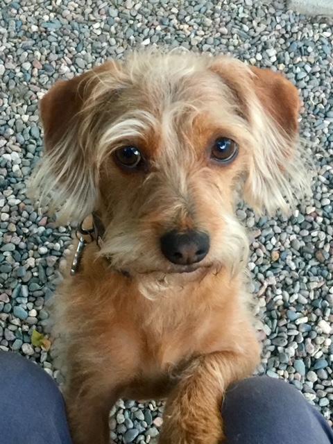 picture of the dog needing adoption