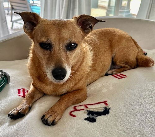 picture of the dog needing adoption