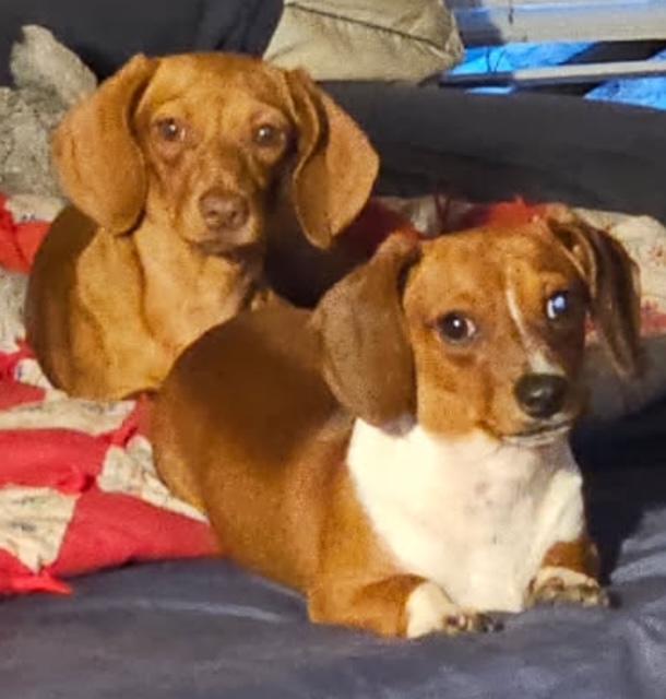 Weiner Dog Rescue Los Angeles: Save a Life Today 2025