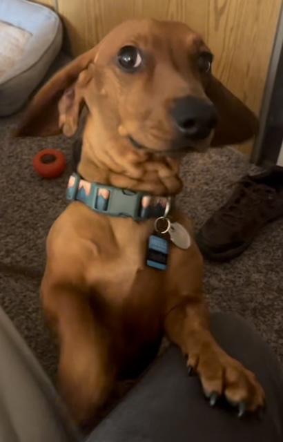 OLIVER   -  LAS VEGAS - Dachshund available for adoption