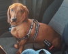 Oliver   -  Las Vegas - Photo 3