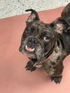 adoptable Dog in  named Truffles  -  So Ca
