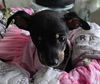 adoptable Dog in  named Puppy Charlie - Girl  - Las Vegas