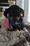 adoptable Dog in  named Puppy Buttercup - Girl  -  Las Vegas