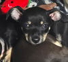 adoptable Dog in  named Puppy Trouble - Girl  -  Las Vegas