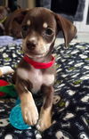adoptable Dog in  named Puppy Esme  -  Girl  -  So Ca