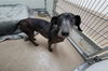 adoptable Dog in slc, UT named DRUT UTAH JIM