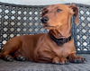 adoptable Dog in  named Max  -  So Ca