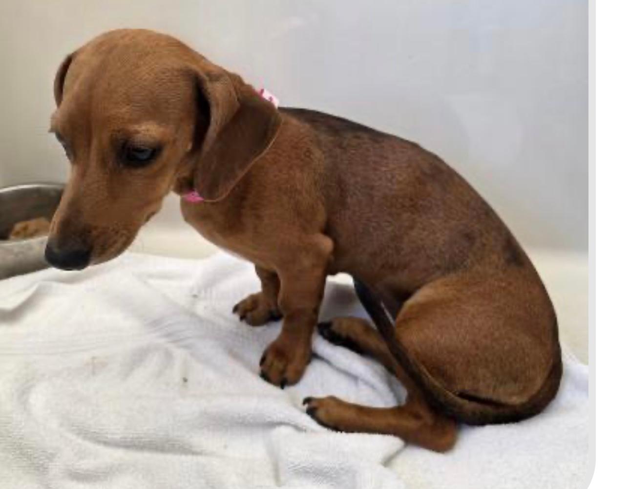 adoptable Dog in Los Angeles, CA named Puppy Evelyn - Las Vegas