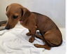 adoptable Dog in  named Puppy Evelyn  -  Las Vegas