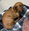 adoptable Dog in  named Hope  -  Las Vegas - AVAILABLE IN SEPTEMER