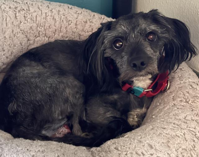 adoptable Dog in Los Angeles, CA named Mr. Pepper - So Ca